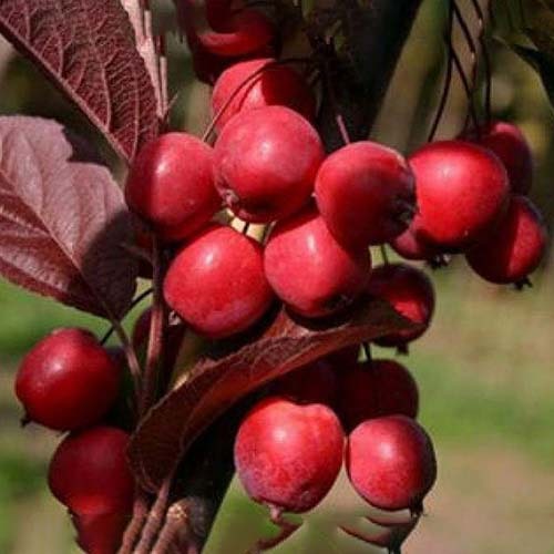 Яблуня райська червонолиста, контейнер 7 л — Приватний плодорозсадник  Таміли Самар