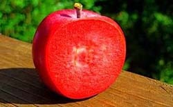 Червоном'ясні яблуні