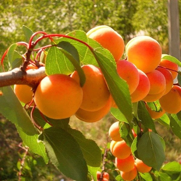 Саджанці абрикоса Червонощокий