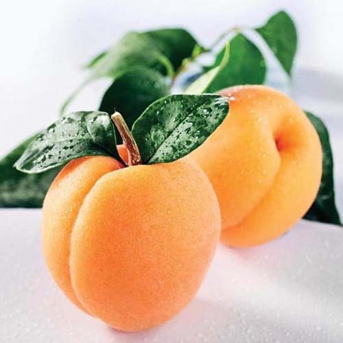 Саджанці абрикоса Янтарний