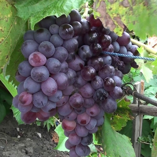 Виноград 