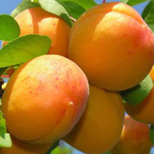 Саджанці абрикоса Насолода