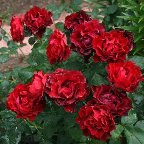 Саджанці троянди Омаж А Барбара