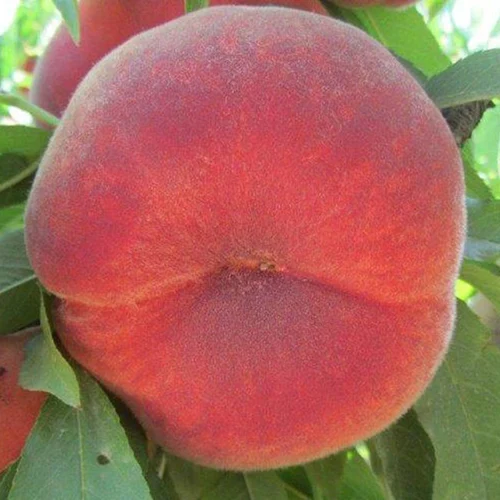 Персик 