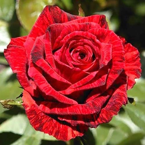 Саджанці троянди Ред Інтуішін