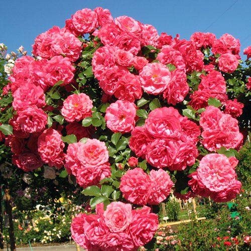 Саджанці троянди Розаріум