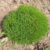 santolina-zelena-1.jpeg