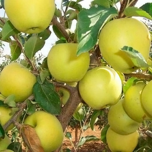 Яблуня 