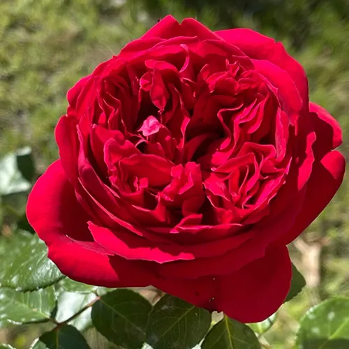 Троянда 