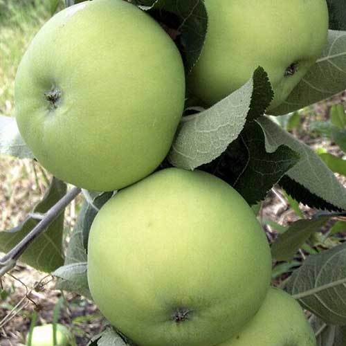 Яблуня 