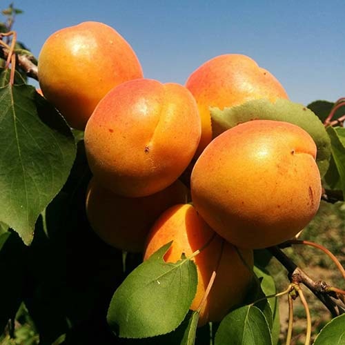 Саджанці абрикоса Поліський крупноплідний