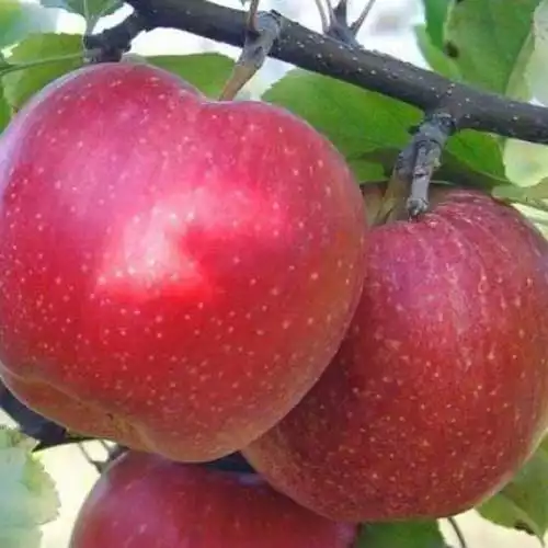Саджанці яблуні Адамс Епл