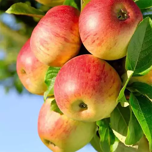 Саджанці літнього сорту яблуні Аполлон