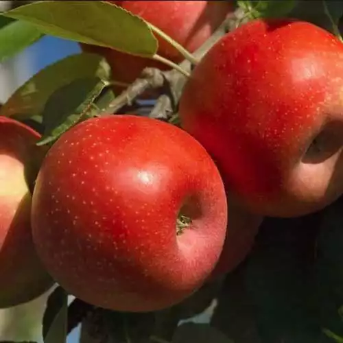 Саджанці яблуні Аріан