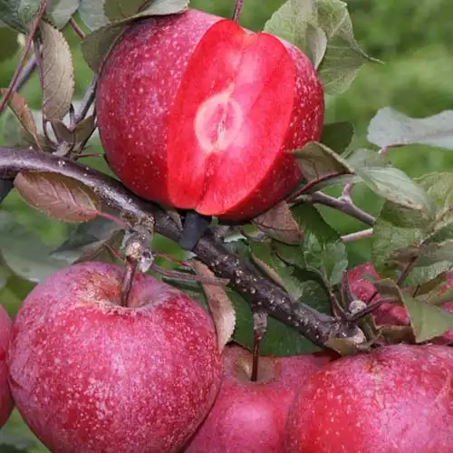 Саджанці яблуні Джерсі