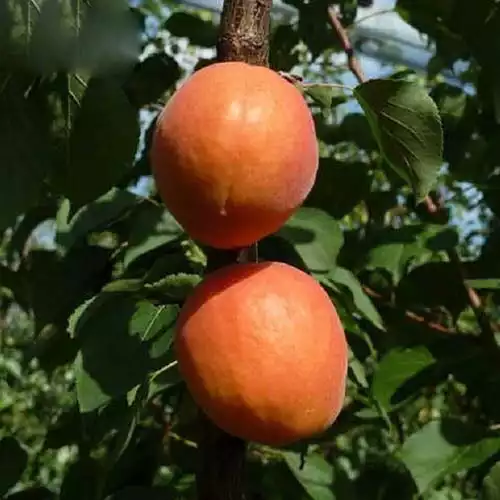 Саджанці абрикоса Фарбелі