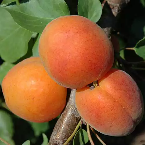 Саджанці абрикоса Фардао