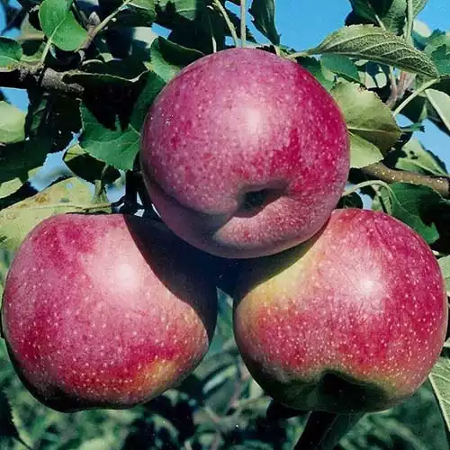 Саджанці яблуні Флоріна