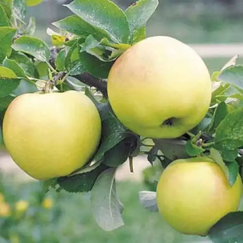Саджанці яблуні Голд Раш