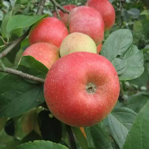 Саджанці яблуні Аріва