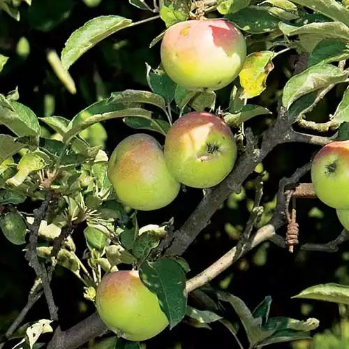 Саджанці яблуні Кальвіль Краснокутський