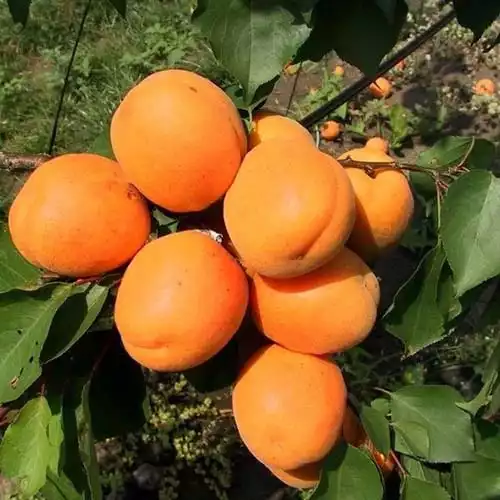 Саджанці абрикоса Харгранд