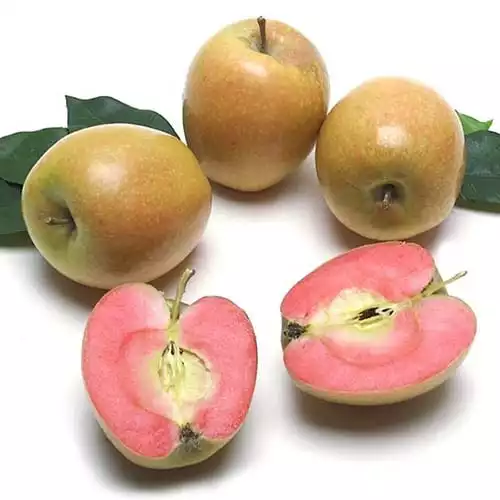 Саджанці яблуні Хіден Роуз
