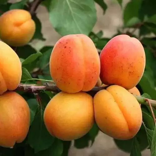 Саджанці абрикоса Претендент