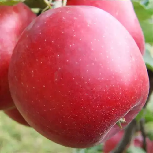 Саджанці яблуні Пріам