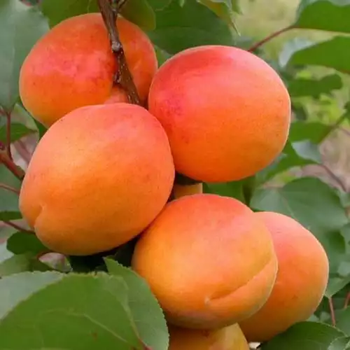 Саджанці абрикоса Прімая