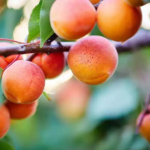 Саджанці абрикоса Пріміус