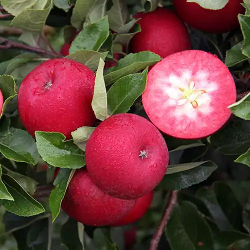 Саджанці яблуні Ред Девіл