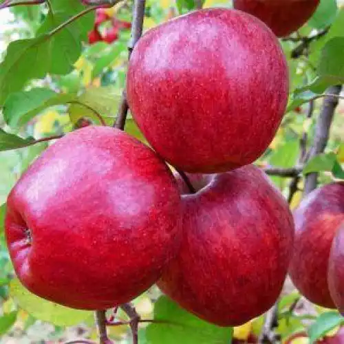 Саджанці яблуні Ред Топаз