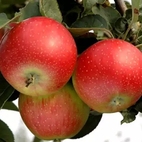 Саджанці яблуні Розелла