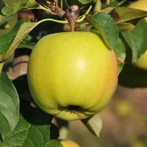 Саджанці яблуні Сіріус