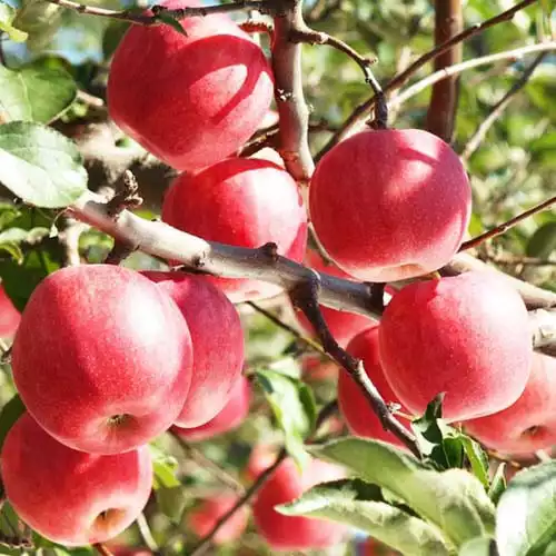 Саджанці яблуні Секай Ші