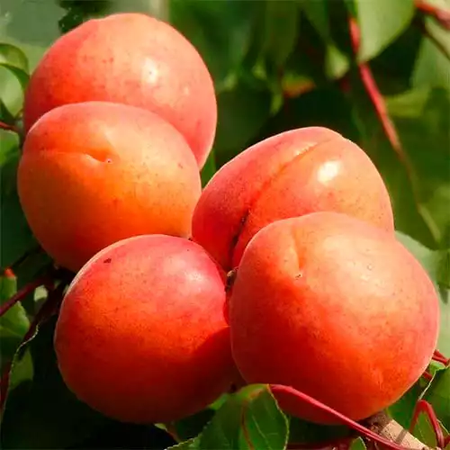 Саджанці абрикоса Світ Ред
