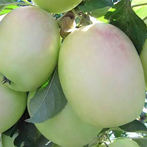 Саджанці яблуні Синап білий