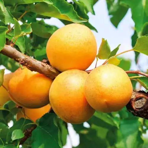 Саджанці абрикоса Сирена