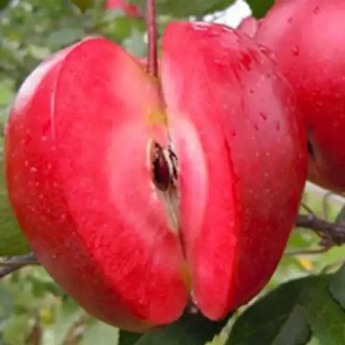 Саджанці яблуні Сирена