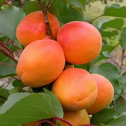 Саджанці абрикоса Том Кот