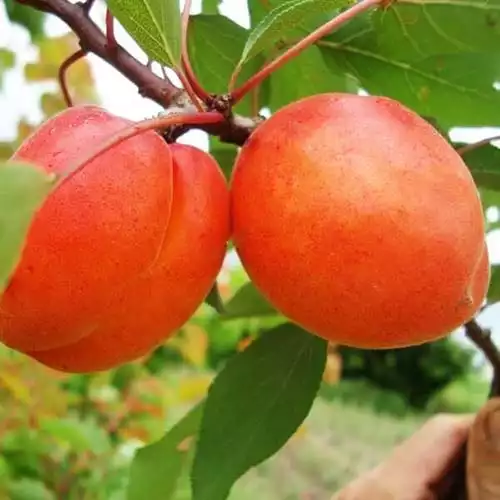 Саджанці абрикоса Цунамі
