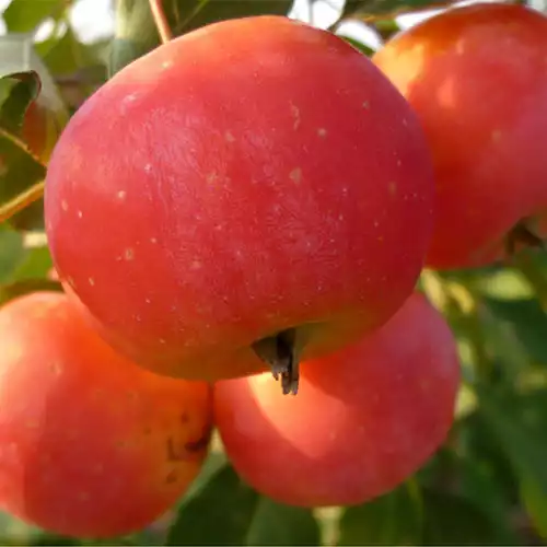 Саджанці яблуні Вірджинія Креб