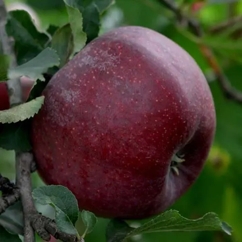 Саджанці яблуні Фіалка