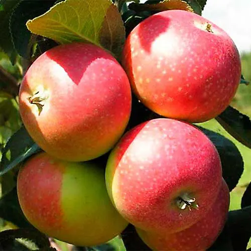 Саджанці яблуні Олена