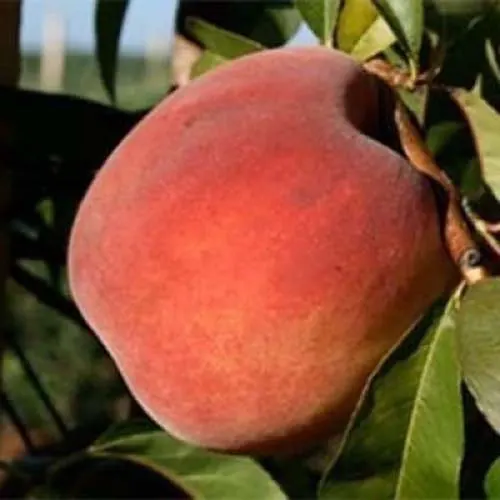 Саджанці персика Сентрі