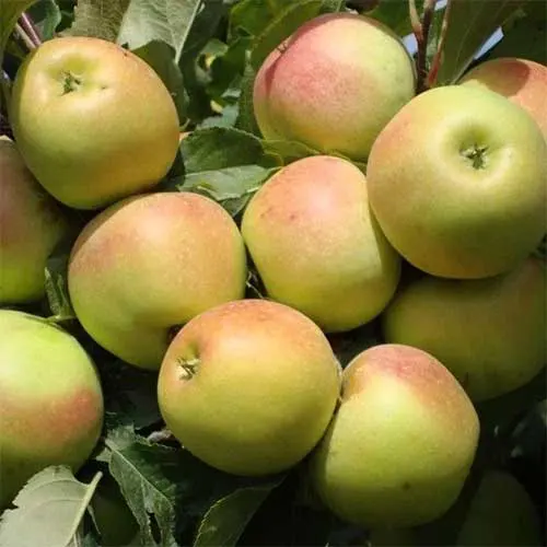 Саджанці яблуні Зарі
