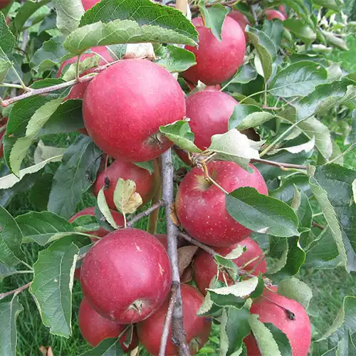 Саджанці зимового сорту яблуні Айдаред