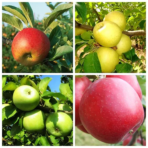 Саджанці яблуні дерево-сад Амулет + Голден делішес + Семеренко + Пріам