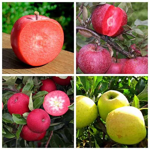Саджанці яблуні дерево-сад Байя Маріса + Джерсі + Ред Девіл + Оріон